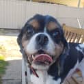 Photo of Charlie 