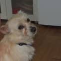 Photo of Betsy ~ 3yo Maltese X Terrier (On Trial 2/12/18)