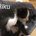 Photo of Riku