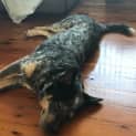 Photo of Ollie ~ Blue Cattle Dog (On Trial 22/12/18)