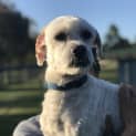 Photo of Tango