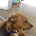 Photo of Carlos ~ Mastiff X Ridgeback (On Trial 15/12/18)