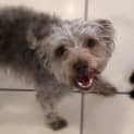Photo of Gizmo ~ Poodle X (On Trial 13/12/18)