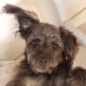 Photo of Tilly ~ Poodle X Spitz (On Trial 8/12/18)