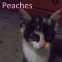 Photo of Peaches