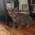 Photo of Twinkie