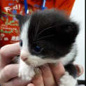 Photo of Arlo