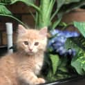 Photo of Flynn 🧡