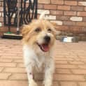 Photo of Banjo