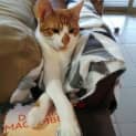Photo of Toshi