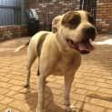 Photo of Gypsy