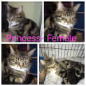 Photo of Princess 