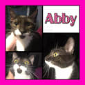 Photo of Abby *Free To Approved Home*
