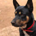 Photo of Tobie