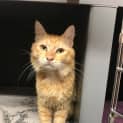Photo of Figaro