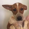 Photo of Rusty