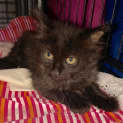 Photo of Ebony