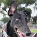 Photo of Eddie ~ 5 Year Old Greyhound (On Trial 2/4/20)