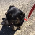 Photo of Pepper 