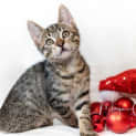 Photo of Blaze
