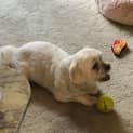 Photo of Muttley