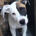 Photo of Puppy Dante Dl2042