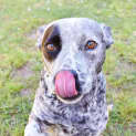 Photo of Trigger