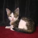 Photo of Jen Meet Me At Vets On Parker In Templestowe