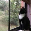 Photo of Mittens