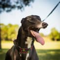 Photo of Snaffles ~ 2yo Greyhound (On Trial 5/8/19)