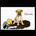 Photo of Schroeder