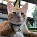 Photo of Bow