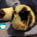 Photo of Muffin And Rose Indoor Home Only
