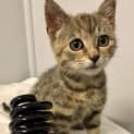 Photo of Twitch