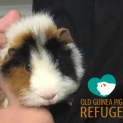 Photo of Patch (Desexed Male)