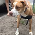 Photo of Diesel ~ Mastiff X Bull Arab (On Trial 5/4/2019)