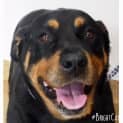 Photo of Izzy ** A Pure Breed Rottweiler **