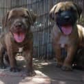 Photo of Ferdinand Puppies