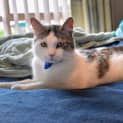 Photo of Mouse