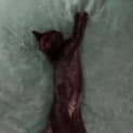 Photo of Tomie Black