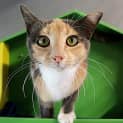 Photo of Missy