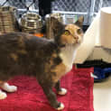 Photo of Missy
