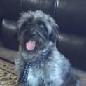 Photo of Gizmo
