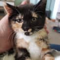 Photo of Kira