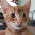 Photo of Toby