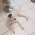 Photo of Toby ~ Border Collie X (On Trial 6/2/2019)