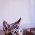 Photo of Bumper