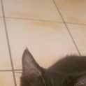 Photo of Athena