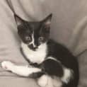 Photo of Oreo