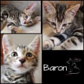 Photo of Baron